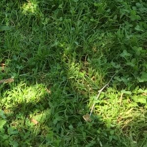 Meet your Posher, Pablo